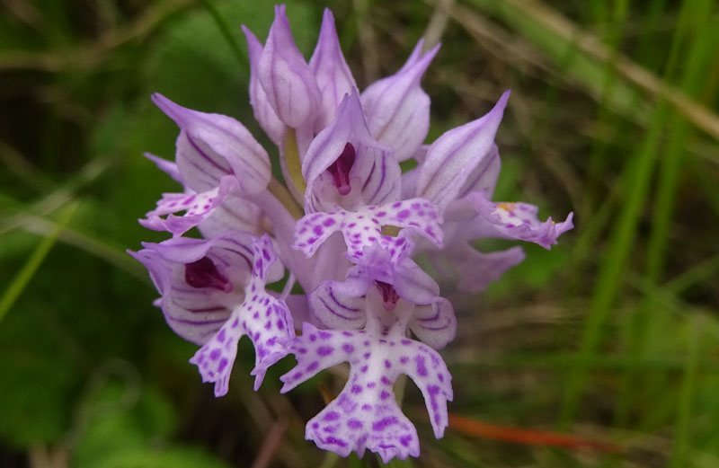 Neotinea tridentata - Cimone (TN)